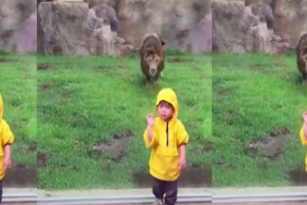 (video) León intentó atacar a niño en un zoológico de Japón