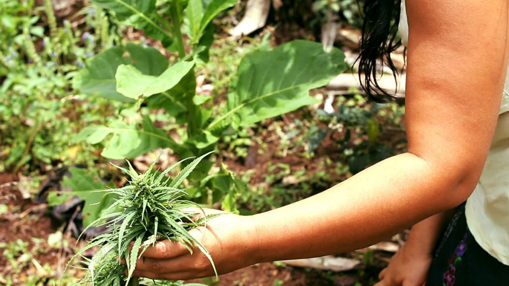 México puede lograr un negocio exitoso de marihuana medicinal experto