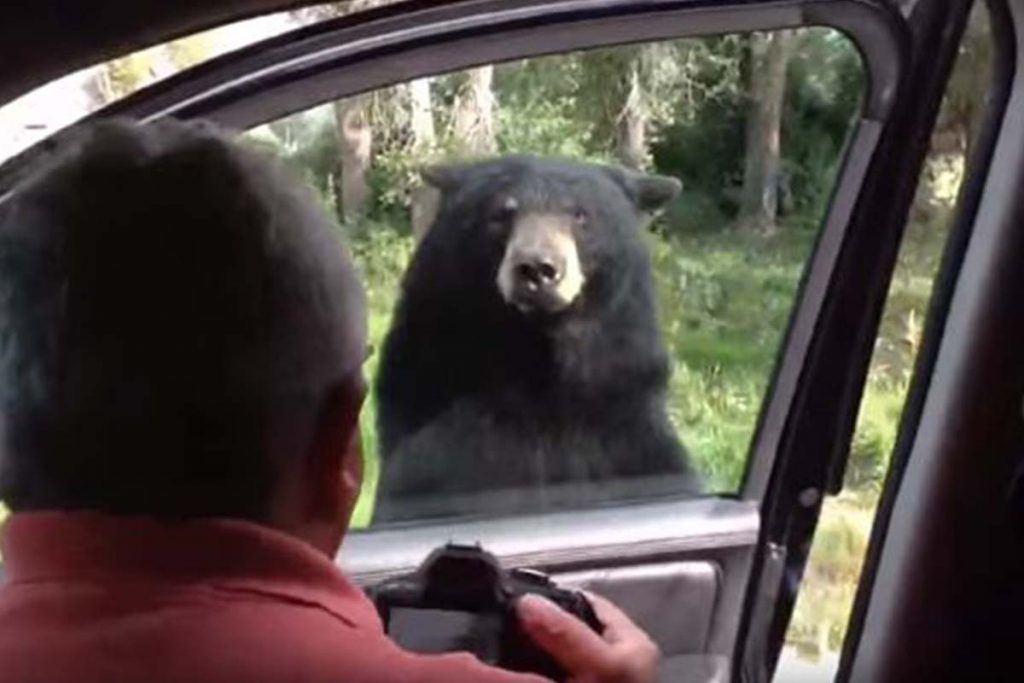 (video) Oso abre puerta de automóvil y aterroriza a turistas