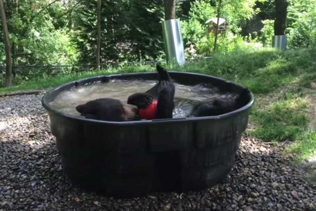(video) El divertido baño de un oso en el zoológico de Oregón