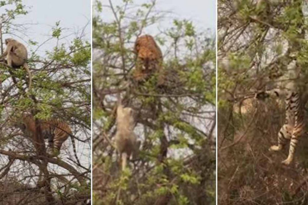 (video) La astucia de un mono y su cría ante el ataque de un tigre