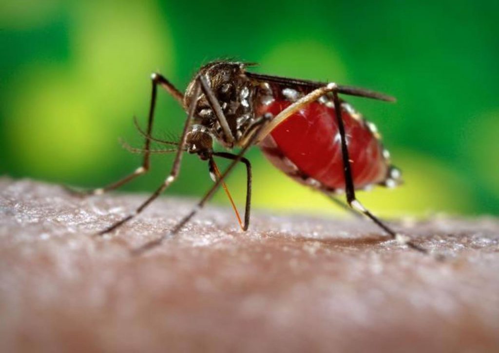 Al Zika no le consideran un virus endémico en América