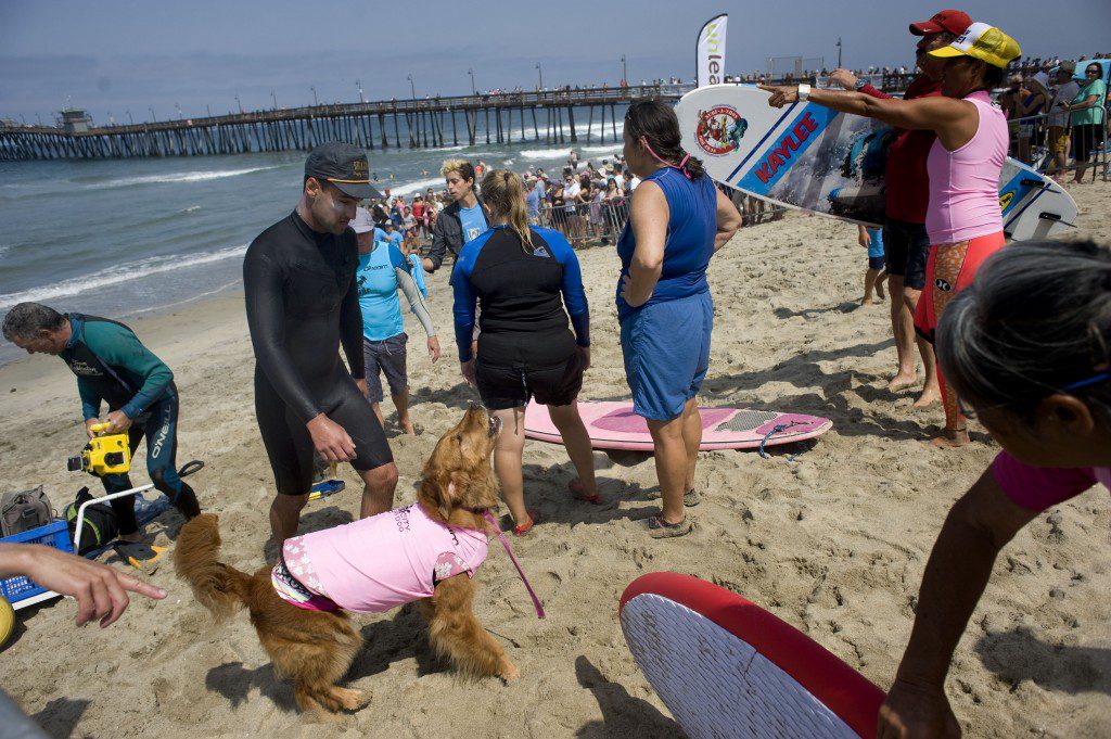 (Video) Los perros surfistas en California