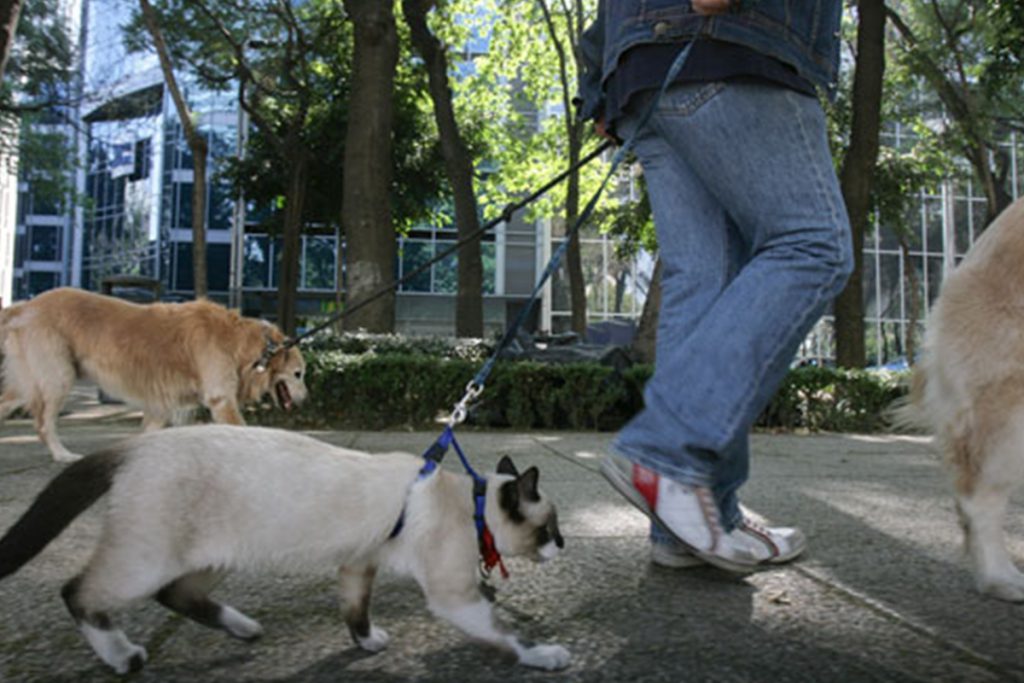 Obesidad en mascotas, reflejo del estilo de vida de sus dueños