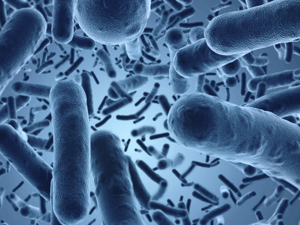 Bacterias intestinales más antiguas que el ser humano