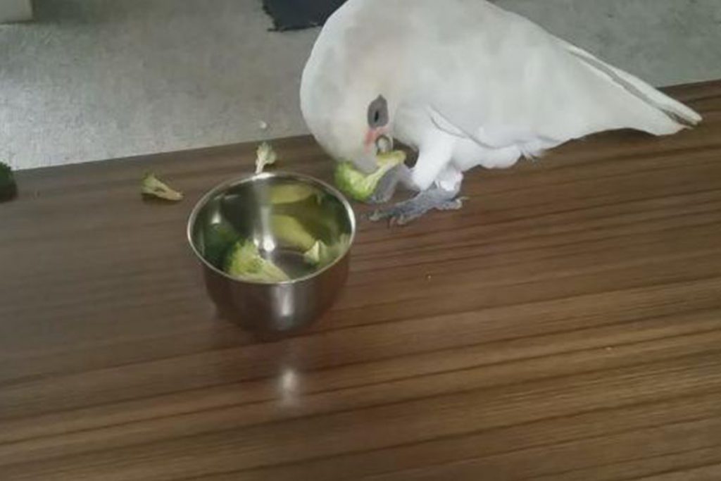 (video) La cacatúa que odia el brócoli
