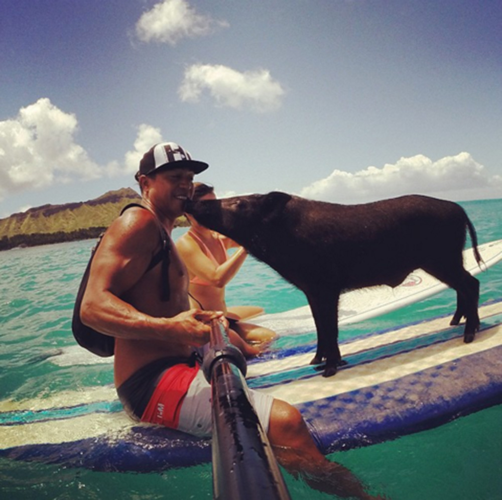 (Video) Kuma el surfista (cerdo) que triunfa en YouTube