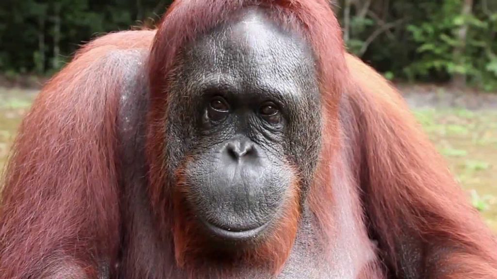 Orangután imita por primera vez sonidos vocálicos humanos