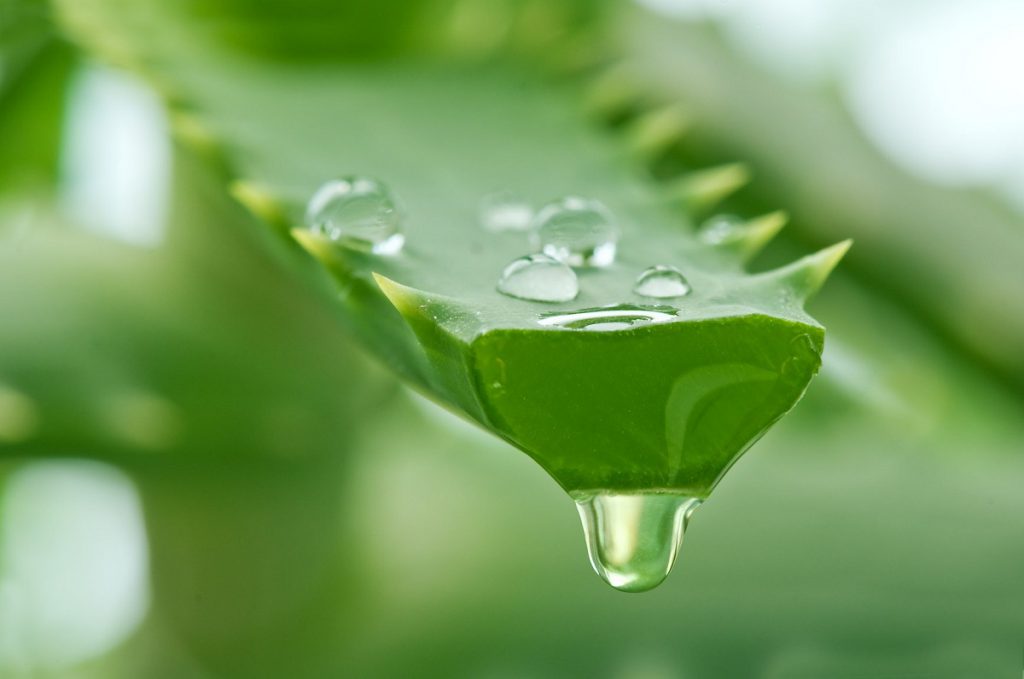 Jugo de aloe vera, para mejorar la salud