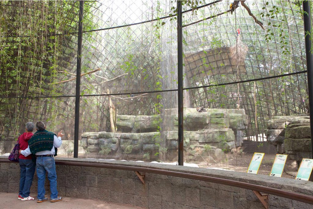 (video) Evalúan cierre de zoo de Chapultepec