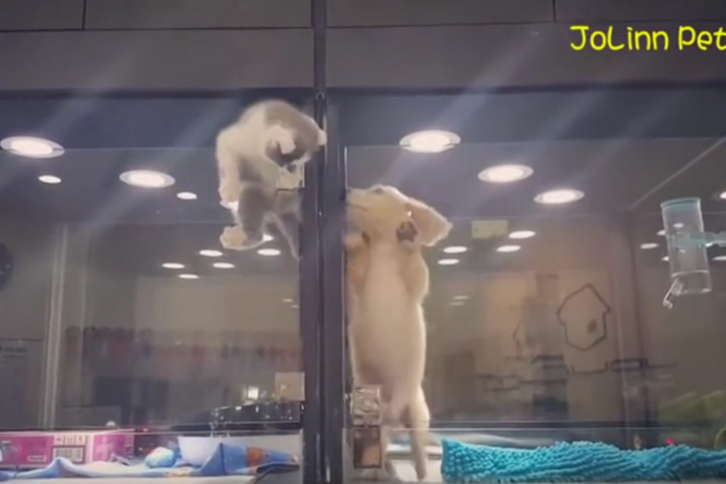(video) Gato se fuga de su jaula para reunirse con su amigo perro