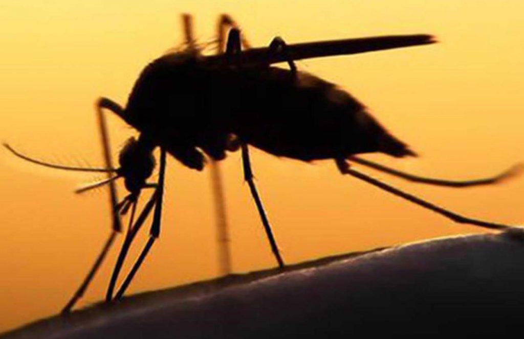 Desarrollan repelente contra mosquitos con aceite herbal