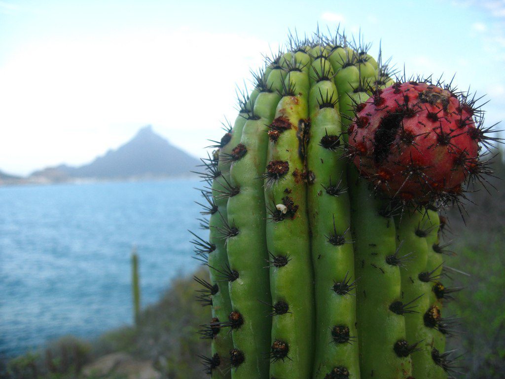 Pitahaya con propiedades benéficas para la salud