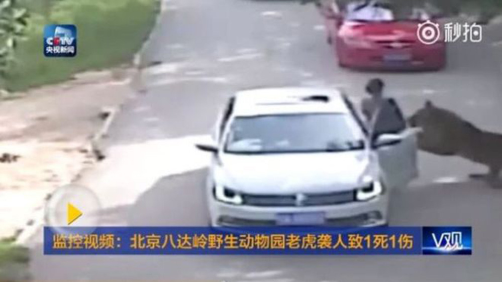 (Video) Mujer muerta por tigres  en Pekín
