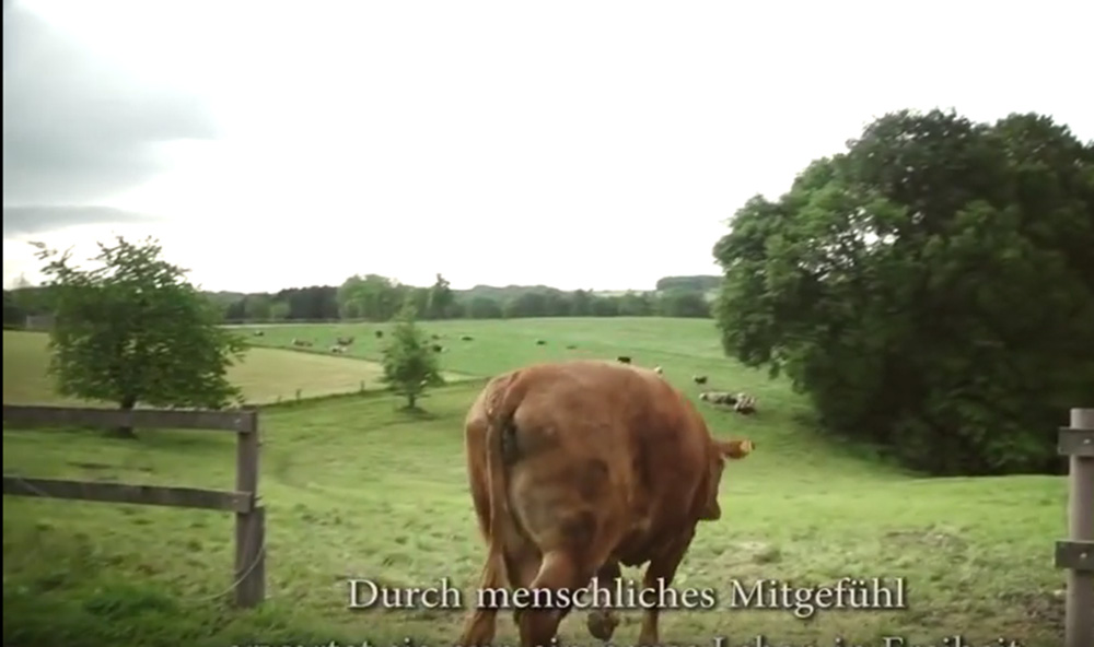 (Video) Vaca que lloraba fue rescatada