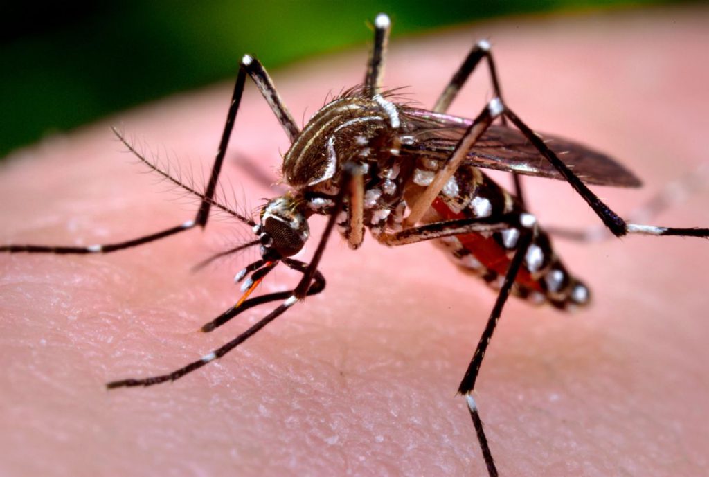 Colima: cerco sanitario para casos de Zika