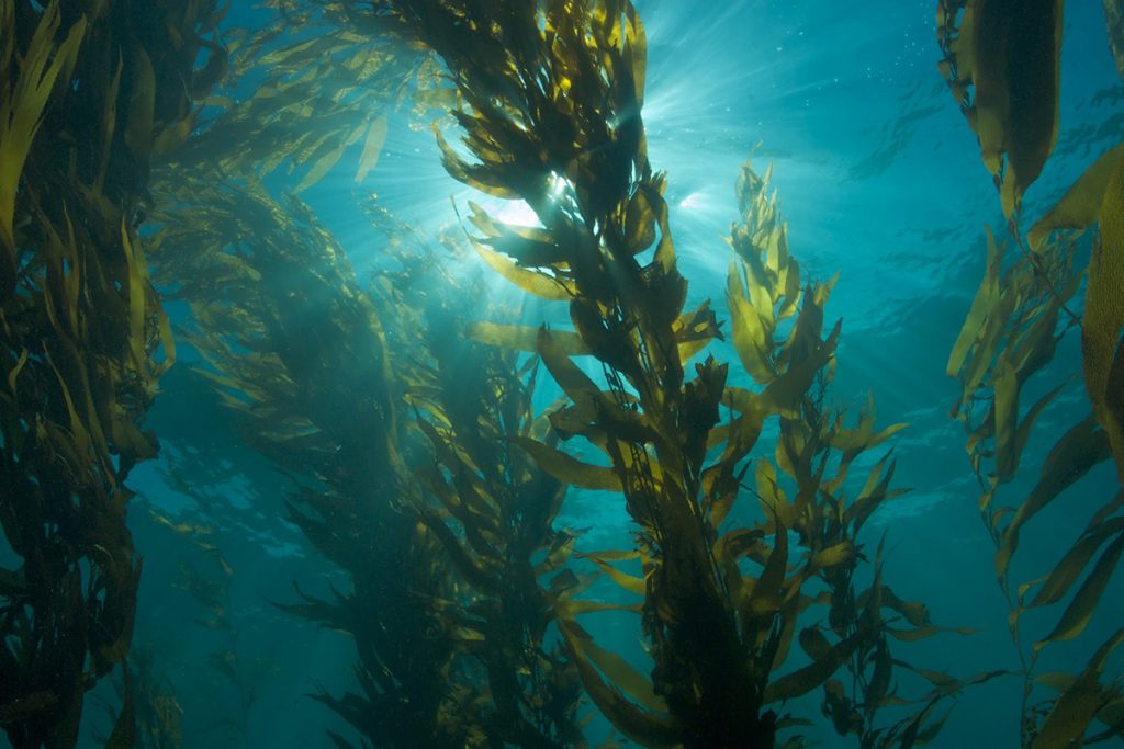 Buscan reducir contaminación con algas marinas