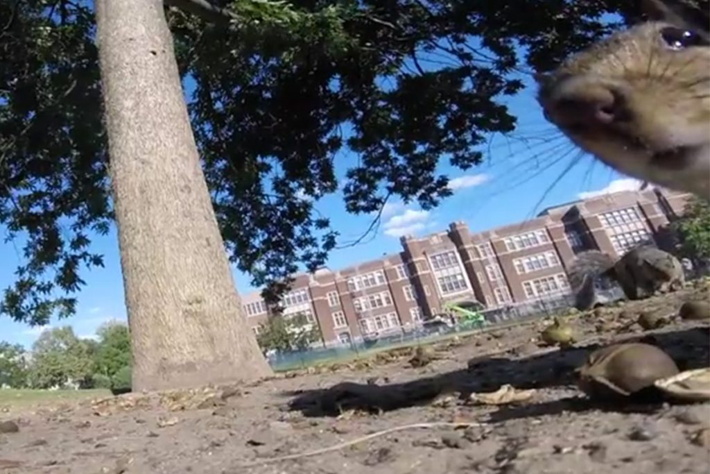 (video) Ardilla roba cámara GoPro y esto sucedió