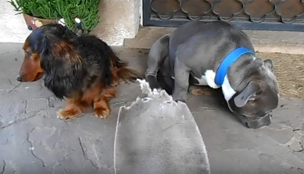 (Video) La «culpa» del perro regañado