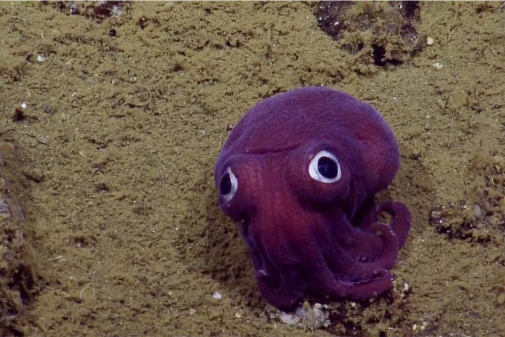 (video) Un adorable calamar