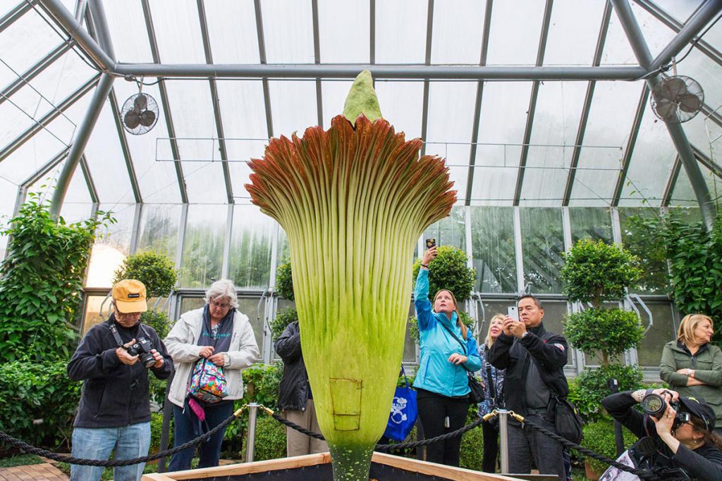 La «flor cadáver» de Nueva York