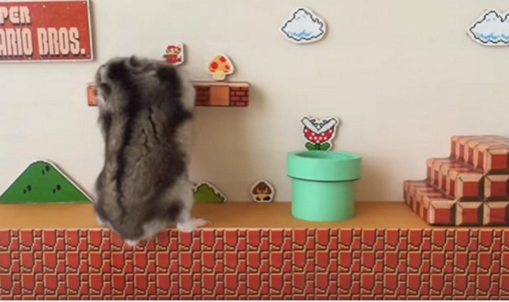(Video) Hamster que juega como Mario Bros