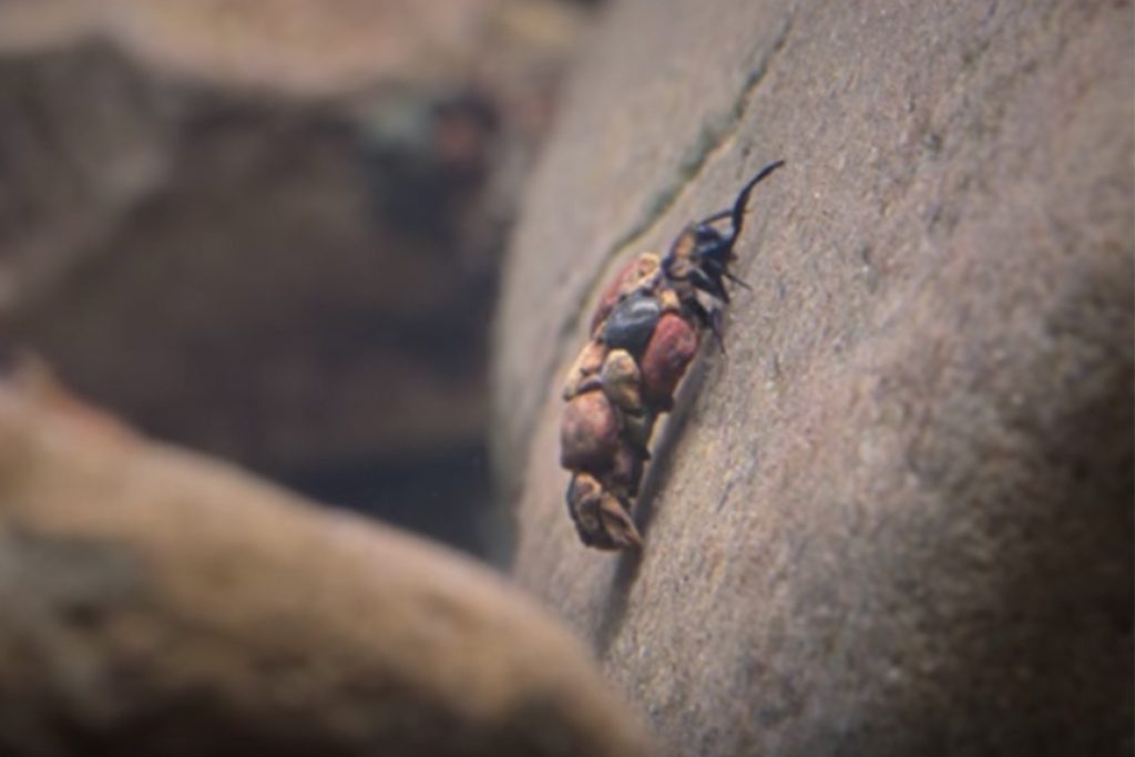 (video) El insecto que hace su propia armadura con piedras