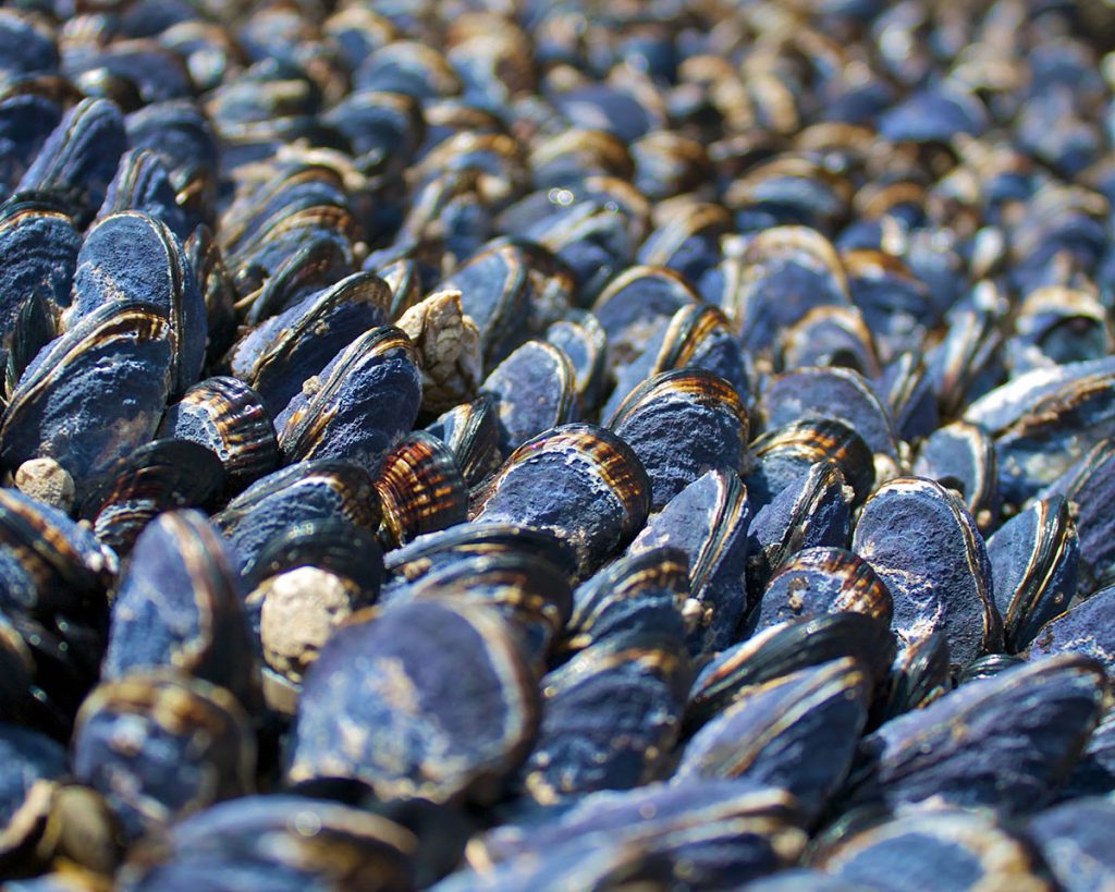 Moluscos ayudan a detectar contaminación en el mar