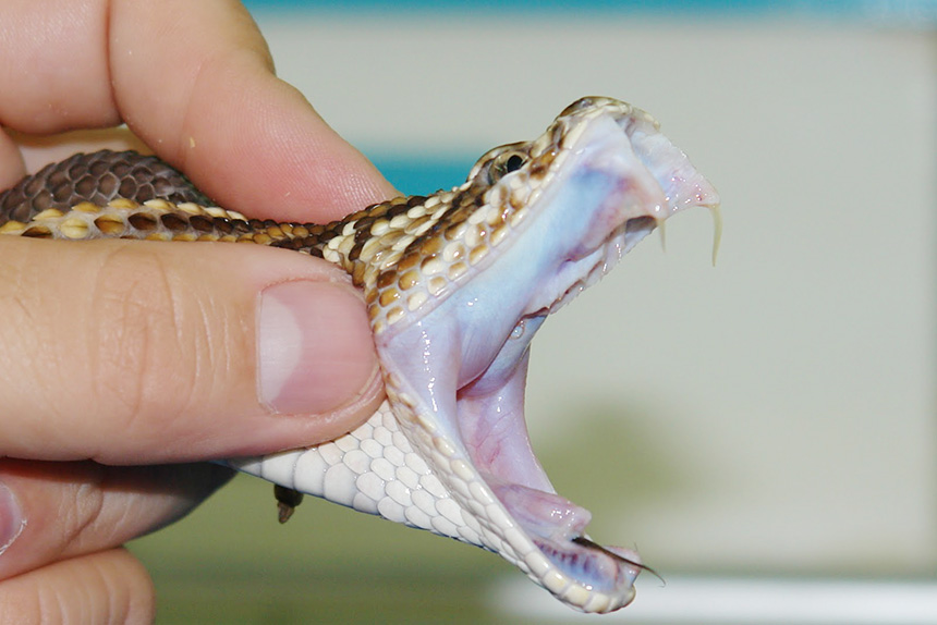 Hospitales reciben ayuda de Universidad por mordeduras de serpientes