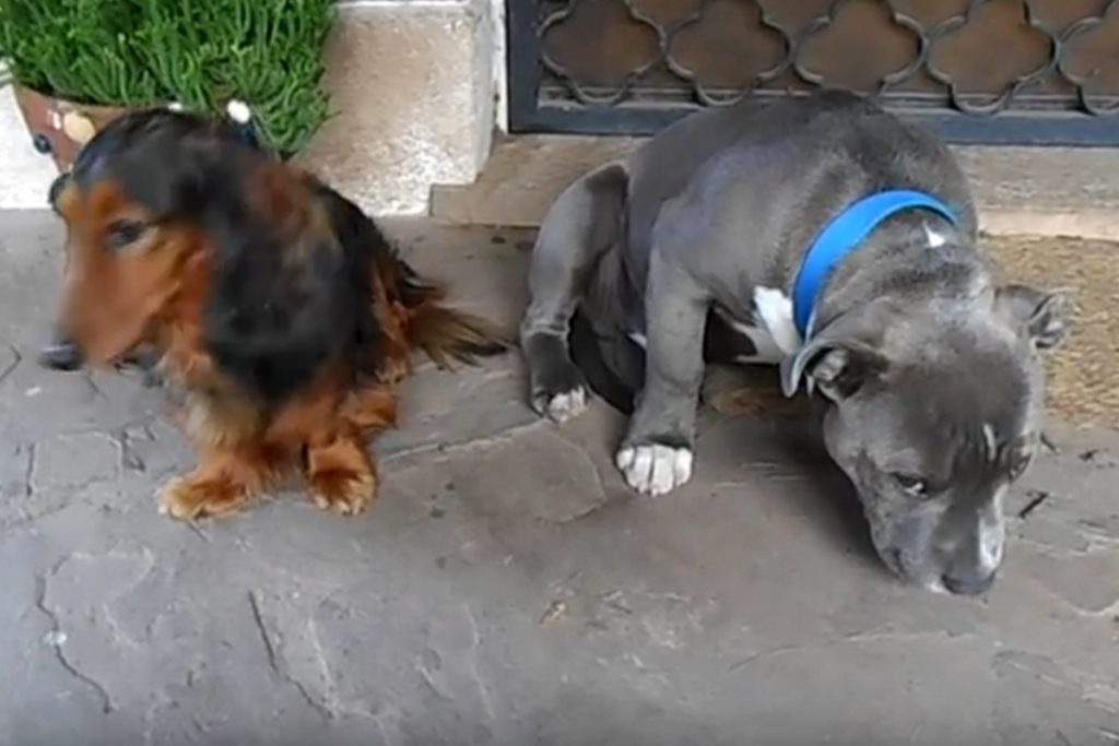 (video) Perro culpable se delata solo