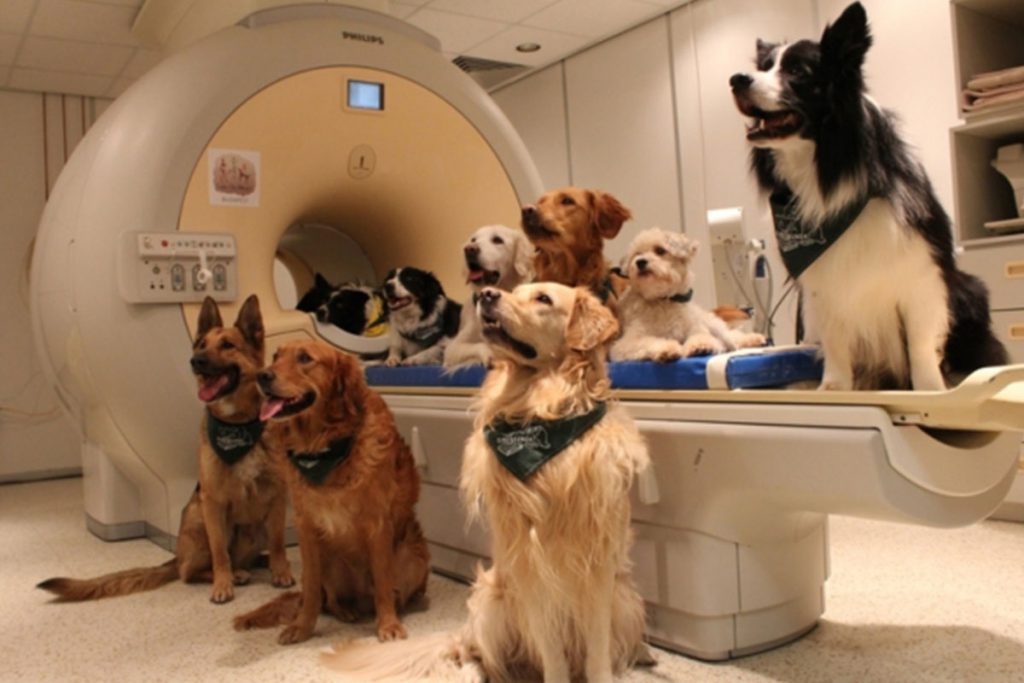 Los perros, como los humanos, distinguen palabras y tonos