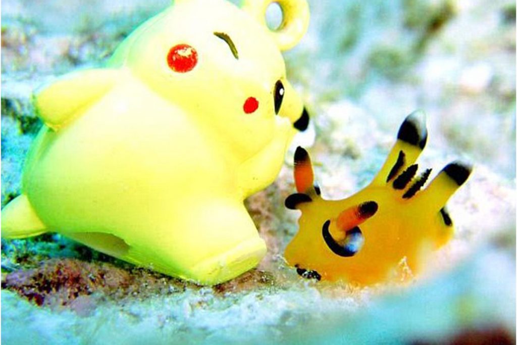 Encuentran al Pikachu de la vida real