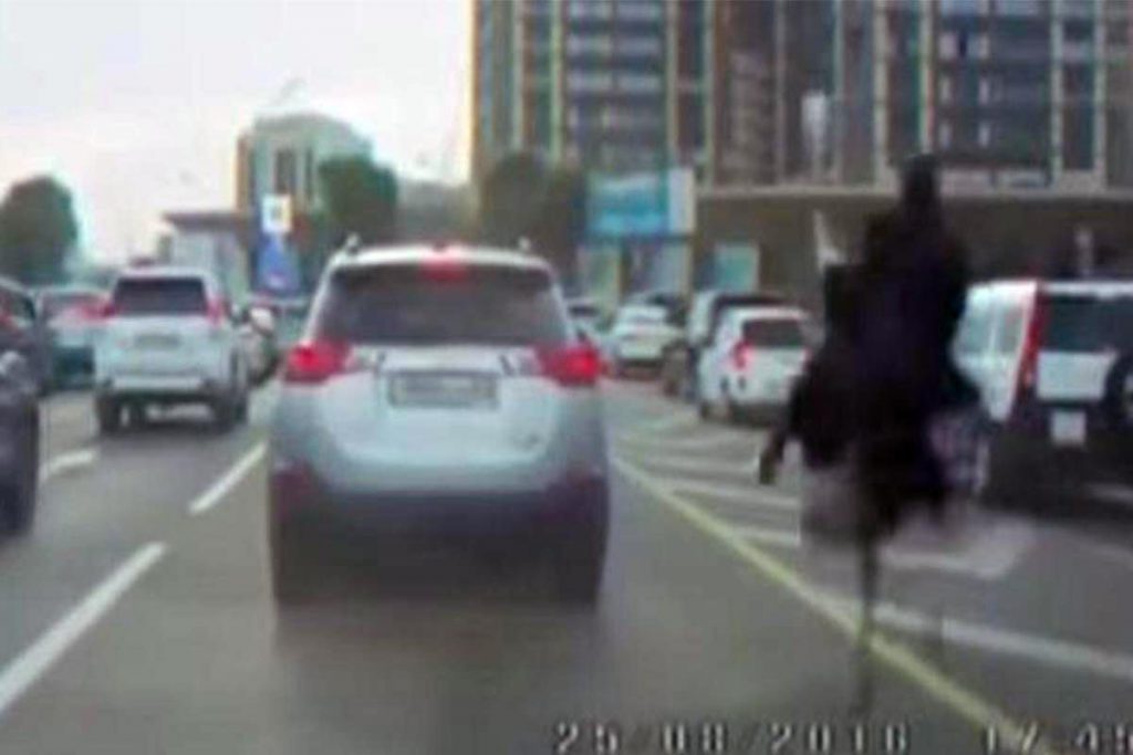 (video) Contra el tráfico… una avestruz