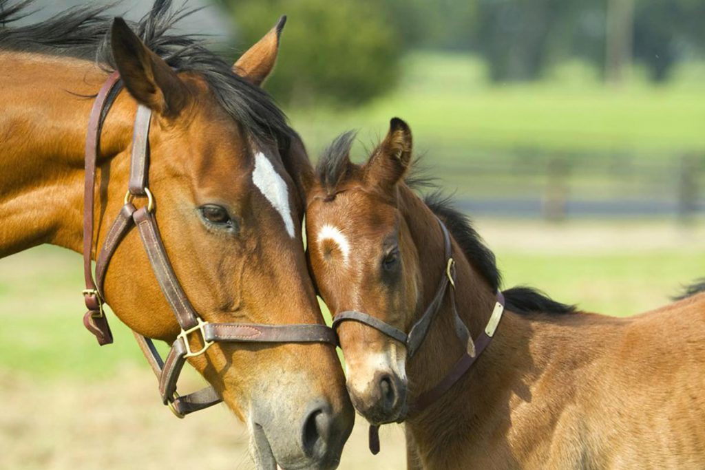 Caballos pueden comunicarse vía símbolos