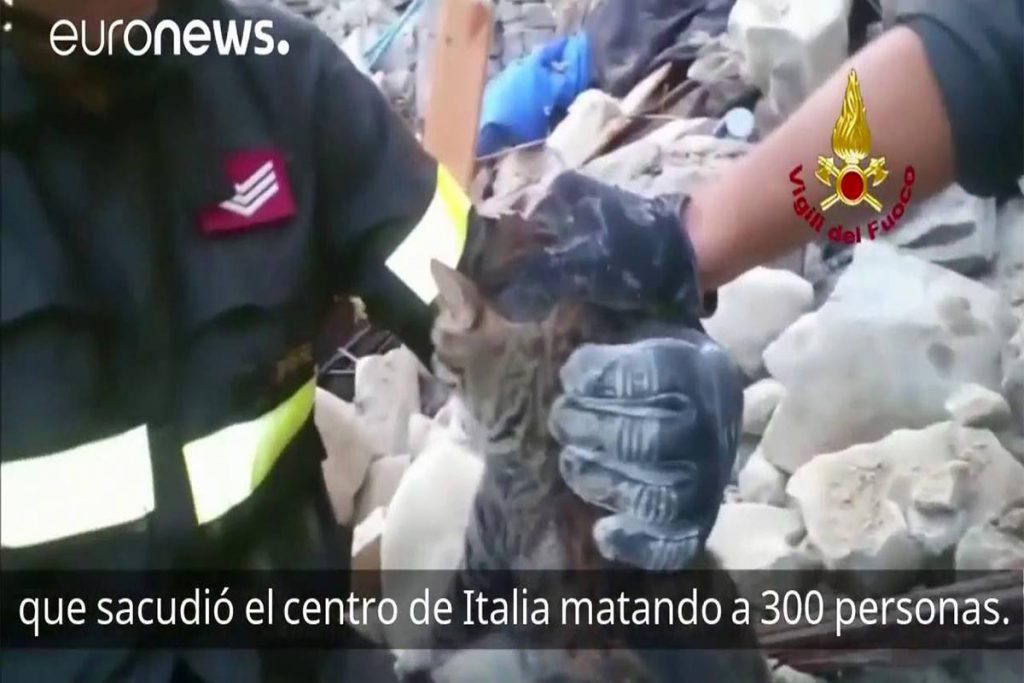 (video) Gatitos sobrevivientes