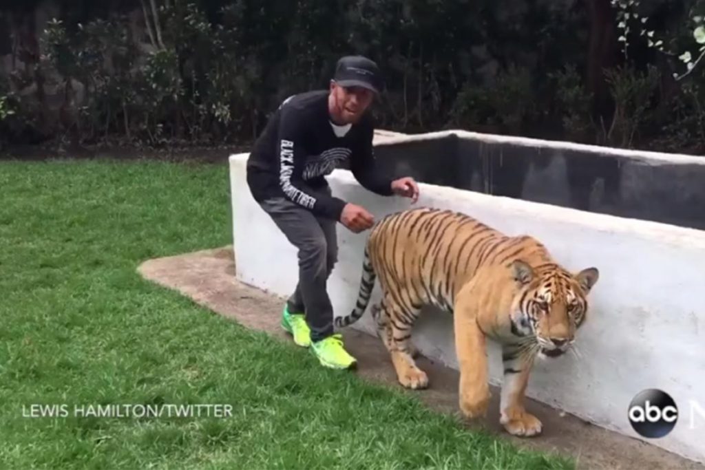 (video) Cómo sorprender a un tigre