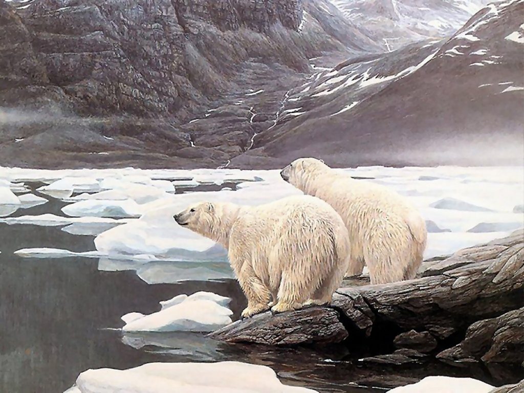 Osos polares del Ártico padecen cambios de hielo marino