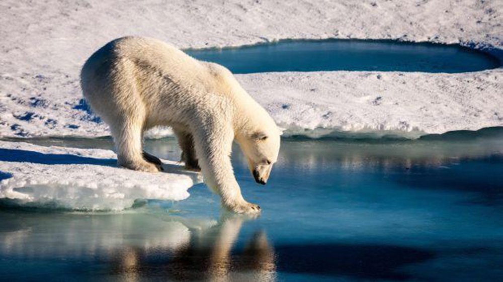La supervivencia de los osos polares, peligra