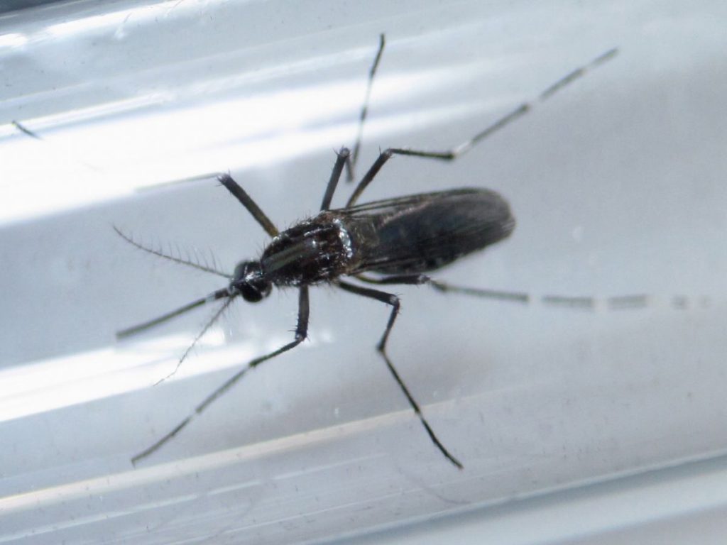 Singapur descubre cepa responsable del Zika