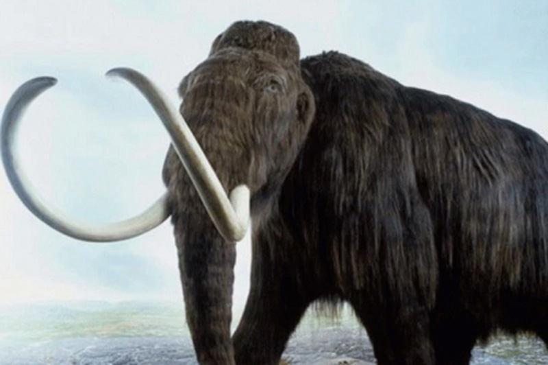 Investigan fósil de mamut en Baja California Sur
