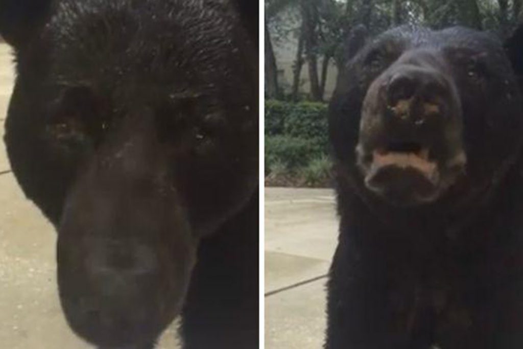 (video) El inquietante encuentro entre una mujer y un oso negro