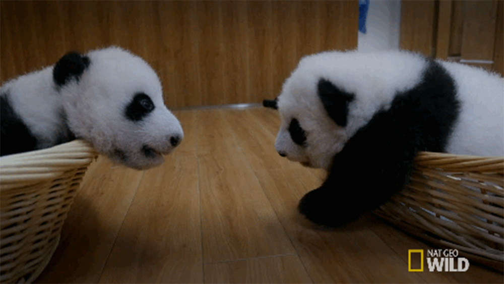Nacen dos pandas en zoológico de Atlanta