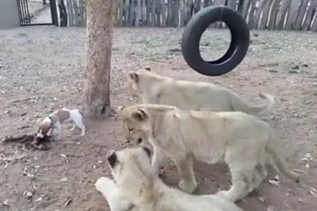 (video) Un valiente perro se enfrentó a tres leones por su comida