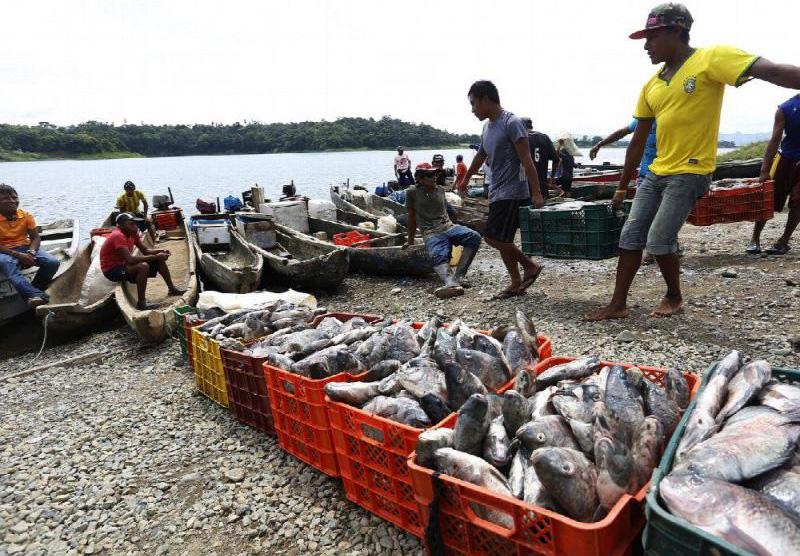 Urge FAO a implementar «rigurosamente» tratado contra pesca ilegal