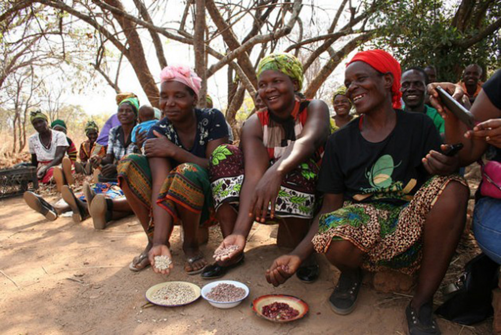 África: inseguridad alimentaria se combate con legumbres