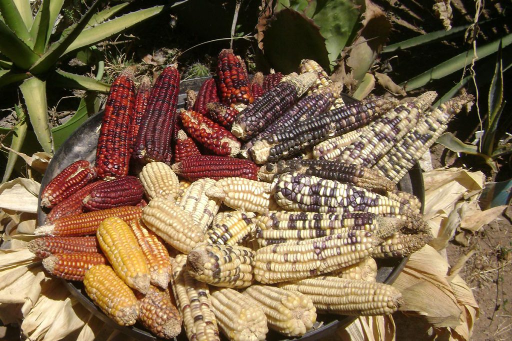 UACH realiza mejora genética del maíz