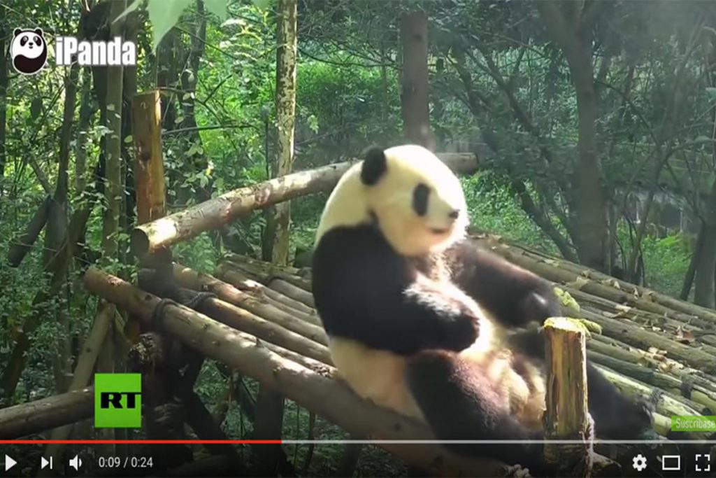 (video) Un panda en forma