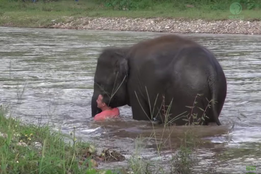 (video) Elefante rescató a un hombre que cayó a un río