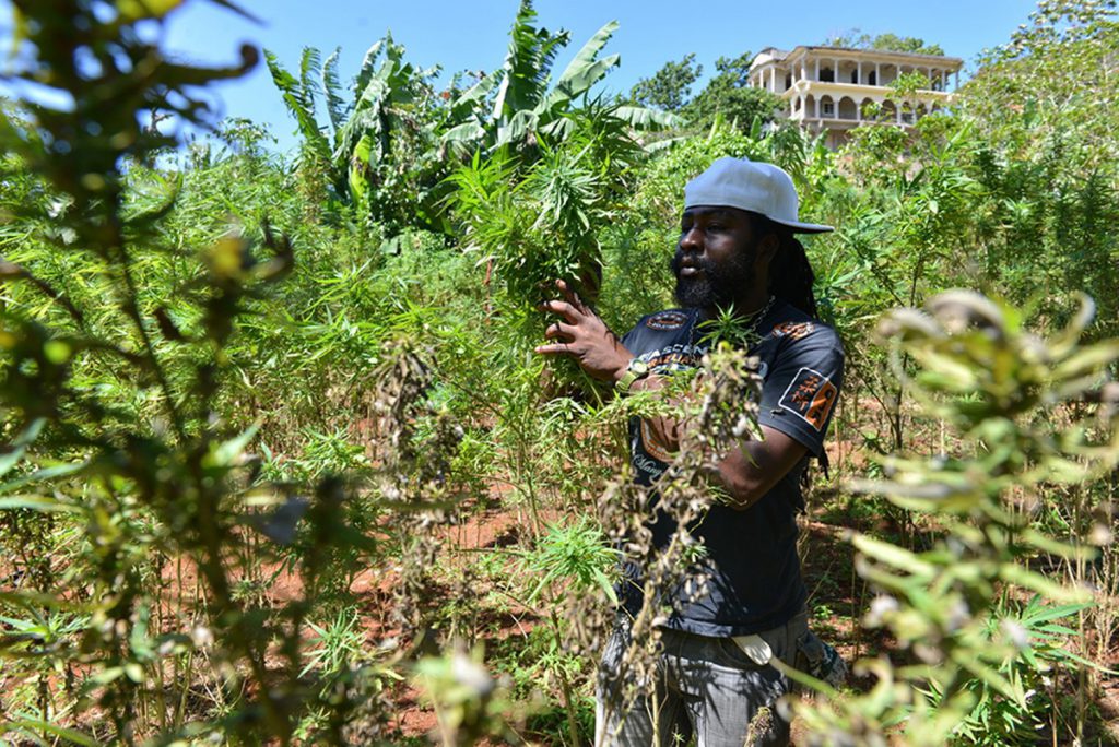 Jamaica aprovechar su potencial económica de la marihuana