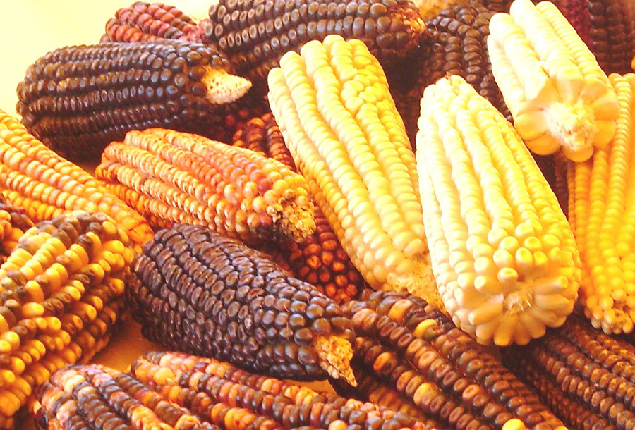 Analizan variedades del maíz para mejorar su resistencia